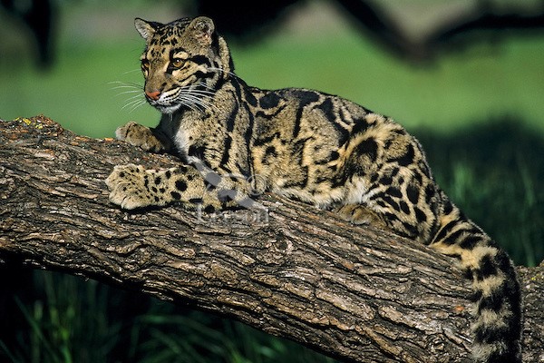 Podporujeme pardála obláčkového