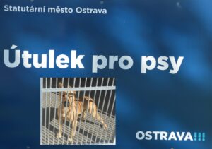 Obrázek k akci: útulek pro zvířata – Etologické pozorování