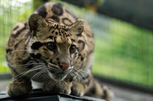 Adopce pardála obláčkového z ostravské ZOO