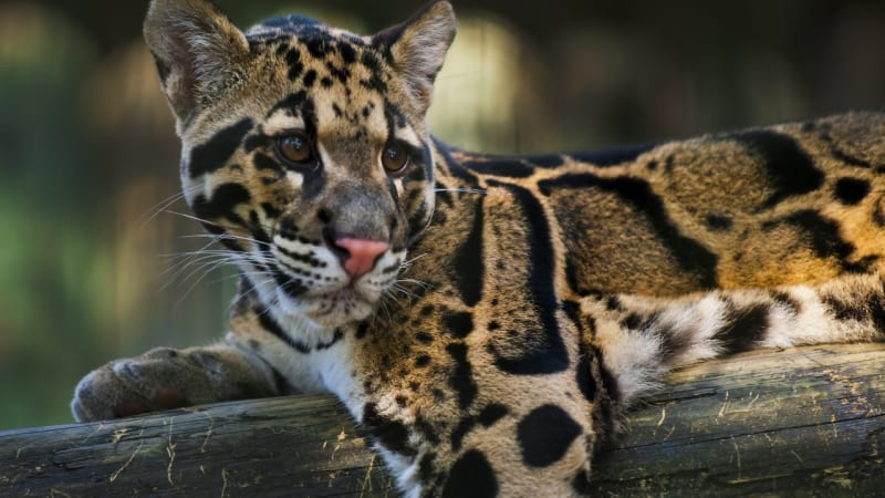 Gymnázium se pochlapilo a vybralo na pardála 14 000 Kč!