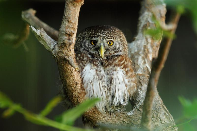 Kulíšek nejmenší – náš nový adoptovaný opeřenec